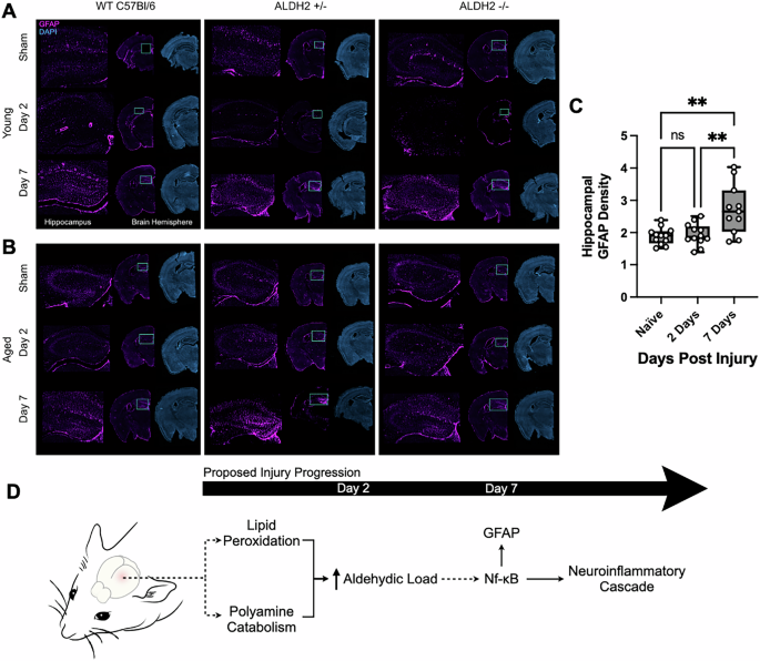 Fig. 6: Astroglial activation increases 7 days post-impact, following increase in aldehydic load during the neuroinflammatory cascade driving mTBI.