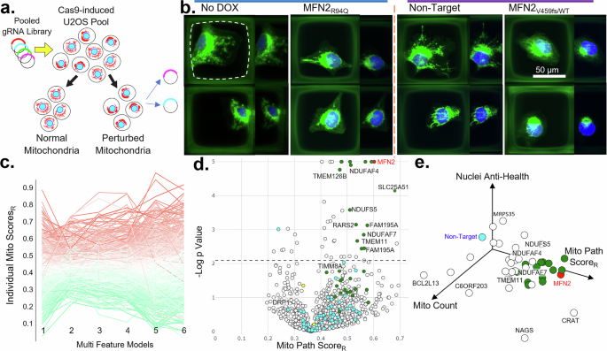 Fig. 1: Raft-Seq phenotypic evaluation with mitochondrial-related gRNAs.