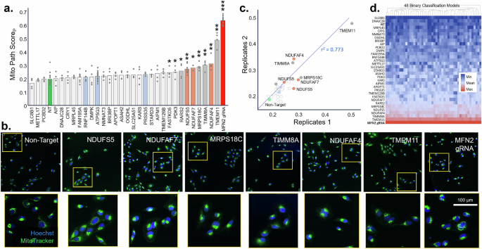 Fig. 2: TMEM11, TIMM8A, and three NADH ubiquinone oxidoreductase-related genes disrupt mitochondrial morphology.