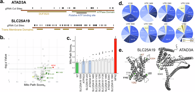 Fig. 3: Variants within ATAD3A and SLC25A19 show MFN2-like perturbation of mitochondrial morphology.