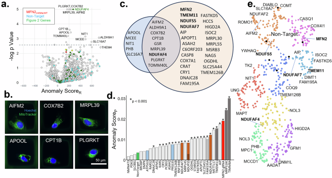 Fig. 5: Anomaly detection to uncover additional mitochondrial phenotypes distinct from MFN2.