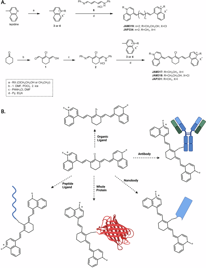 Fig. 2: Synthetic routes for linear and cyclic QuCy fluorophores and bio-conjugation.