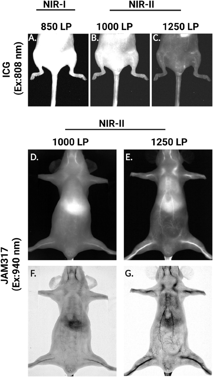 Fig. 8: In vivo vascular fluorescence imaging in mice following intravenous ICG or JAM317 administration.