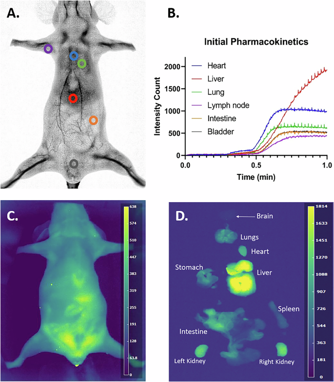 Fig. 9: Biodistribution and clearance pathways of JAM317 in mice.