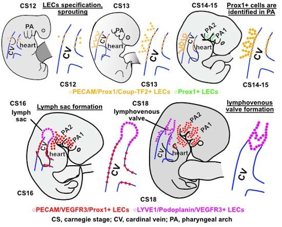 The development of early human lymphatic vessels as characterized by ...