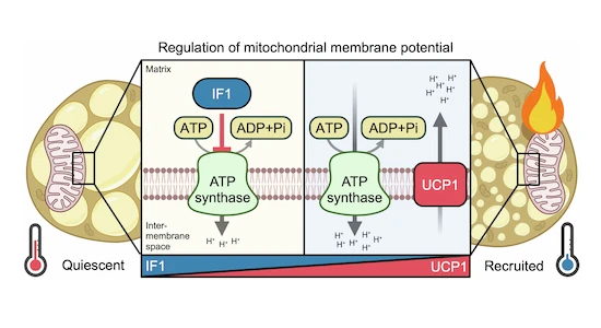 褐色脂肪:細胞がカロリーを消費して熱を生み出す仕組み(Brown fat: how cells generate heat by burning calories)