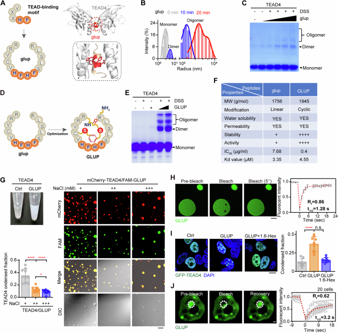 A cofactor-induced repressive type of transcription factor condensation can  be induced by synthetic peptides to suppress tumorigenesis | The EMBO  Journal | Springer Nature Link