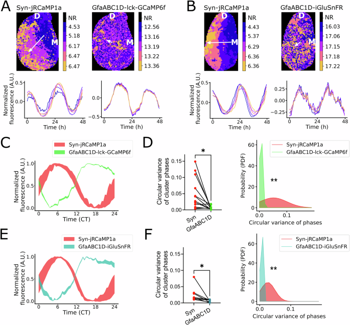 「化学的メトロノーム」が脳の時間維持に役立つ(‘Chemical metronome’ helps the brain to keep time)