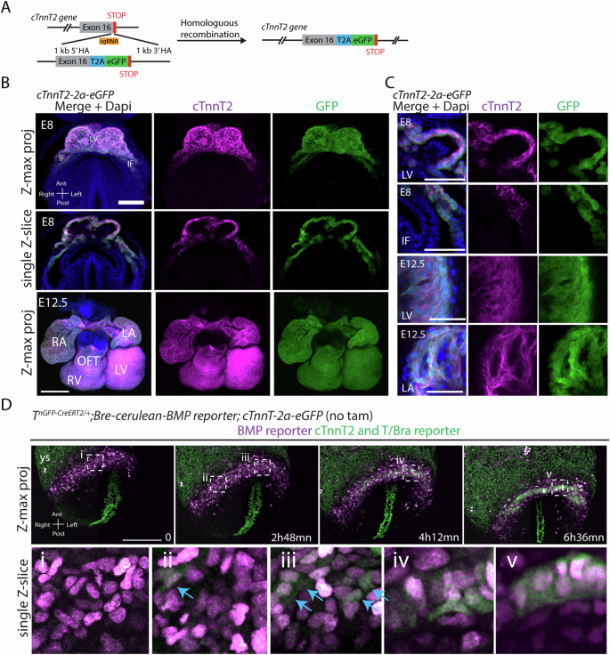 心臓形成の3D映像を過去最早で撮影(Scientists film the heart forming in 3D earlier than ever)