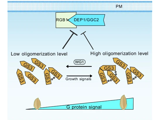 Gタンパク質サブユニットGS3の解明：酸化還元制御が穀粒サイズを形成する仕組み（Unlocking G-protein Subunit GS3: How Redox Regulation Shapes Grain Size）