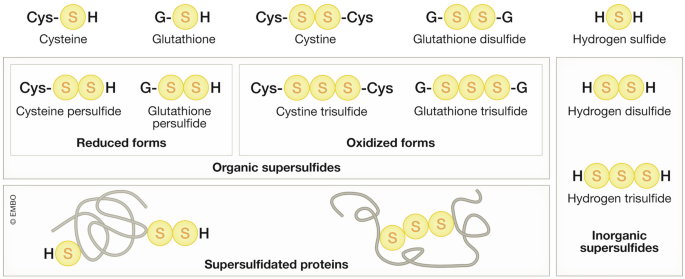 Oxygen needs sulfur, sulfur needs oxygen: a relationship of interdependence  | The EMBO Journal | Springer Nature Link