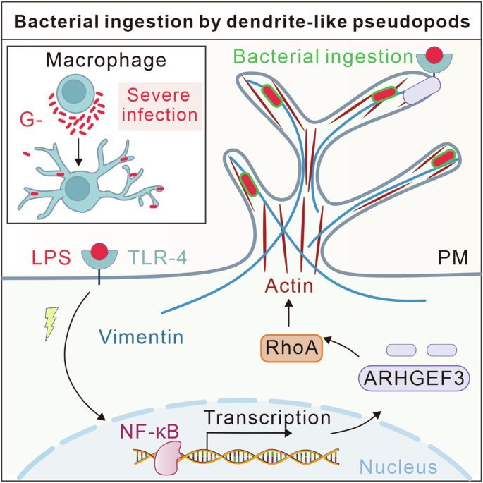 kb glutathione review ph Macrophages form dendrite-like pseudopods to enhance bacterial ingestion | The EMBO Journal GLUTATHIONE INJECTION SERUM //