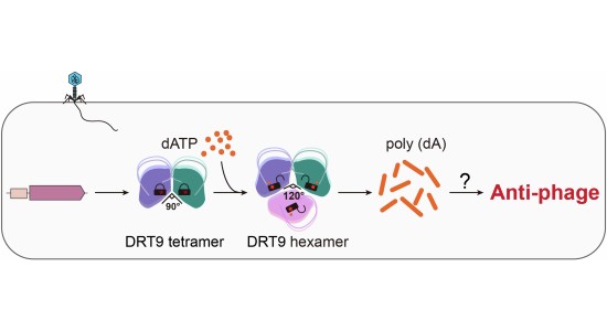 Non-coding RNA mediates the defense-associated reverse transcriptase ...