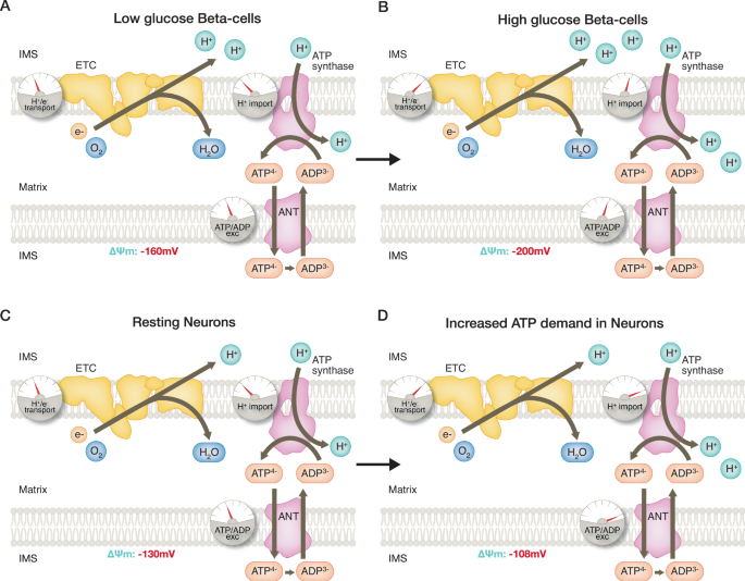glutathione mitochondrial membrane potential Measuring | The EMBO Journal Glutathion voor je dagelijkse واقي شمس مع فيتامين سي Available Options:50mg X 5pk