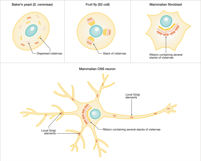 The Golgi apparatus: adaptations to neuronal shape and functions | The ...