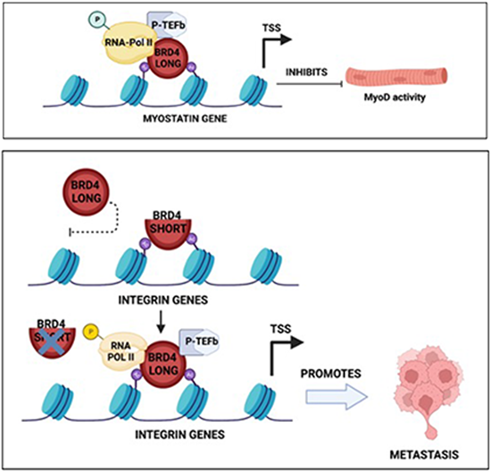 BRD4 isoforms have distinct roles in tumour progression and metastasis ...