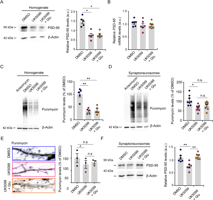 Glucose-derived glutamate drives neuronal terminal differentiation in vitro | EMBO Reports