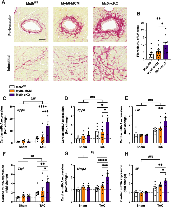 melanotan 2 effects on heart α-Melanocyte-stimulating hormone alleviates pathological cardiac remodeling  via melanocortin 5 receptor | EMBO Reports