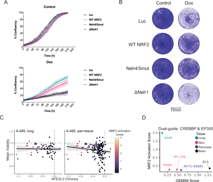 NRF2 supports non-small cell lung cancer growth independently of  CBP/p300-enhanced glutathione synthesis | EMBO Reports
