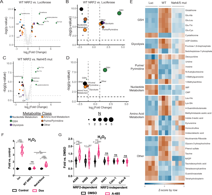 NRF2 supports non-small cell lung cancer growth independently of  CBP/p300-enhanced glutathione synthesis | EMBO Reports