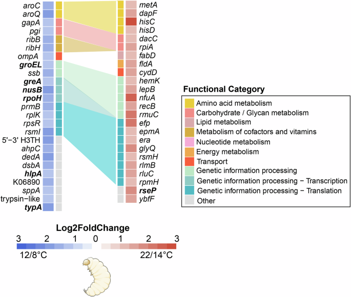 共生細菌が宿主を最適に支援する(Symbiotic bacteria with minimal genetic information provide optimal support to their hosts)