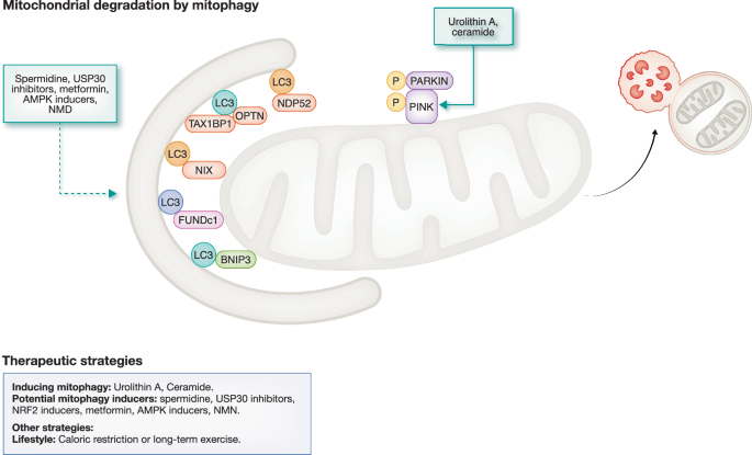 mitochondrial glutathione depletion Mechanistic depiction of PD pathogenesis: depletion, SLC25A39 is necessary for mitochondrial