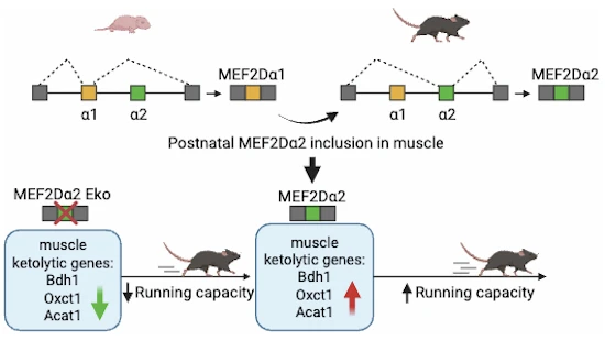 糖尿病性ケトアシドーシス治療の新戦略(UH Pharmacy Researcher Provides New Hope in Managing Diabetic Ketoacidosis)