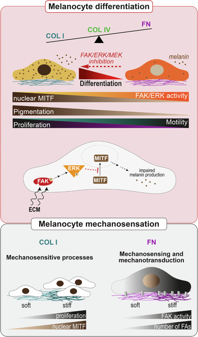 Melanocyte differentiation and mechanosensation are differentially modulated by distinct extracellular matrix proteins | EMBO Reports | Springer Nature Link Melanocyte differentiation and mechanosensation are differentially modulated by distinct extracellular matrix proteins | EMBO Reports | Springer Nature Link