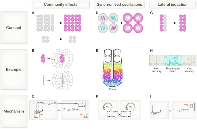 Keeping up with the neighbours: local synchronisation of cell fate ...