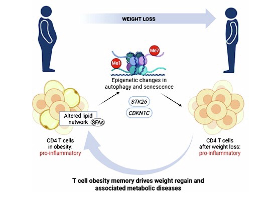 肥満は免疫細胞に永続的な記憶を残す(Obesity leaves a lasting memory in immune cells)
