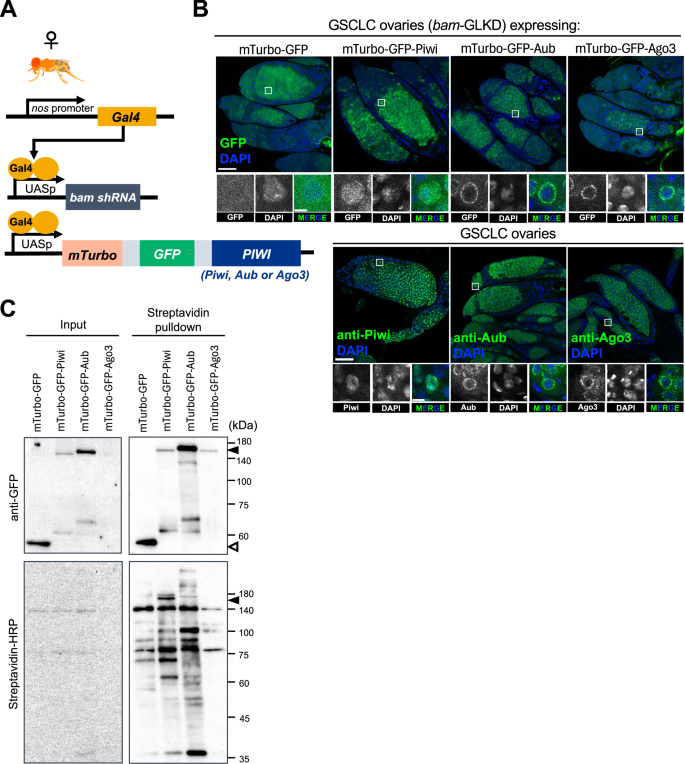 Figure 1: PIWI proximity biotin labeling in germline stem cell-like cells (GSCLCs).