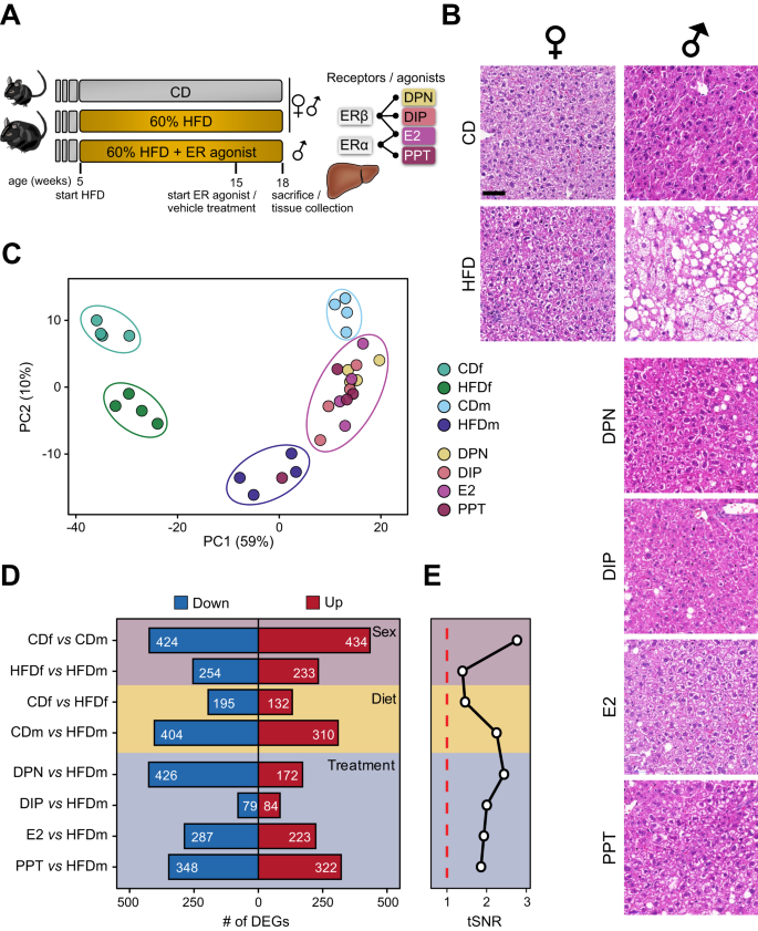 エストロゲンが脂肪肝を予防することが研究で明らかに(Study shows how oestrogen protects against fatty liver)