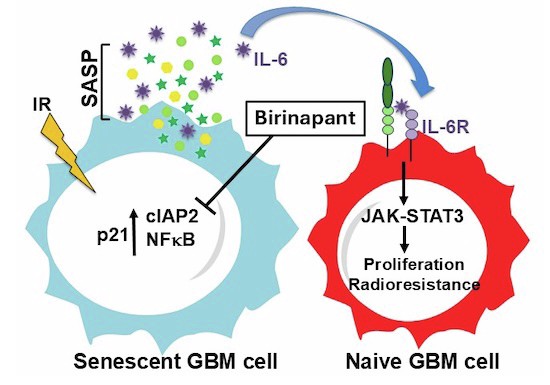 Targeting cIAP2 in a novel senolytic strategy prevents glioblastoma ...