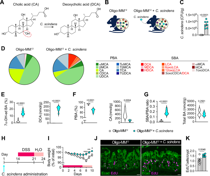 腸内細菌が大腸を修復する仕組みを解明(Gut Bacteria Heal the Colon)