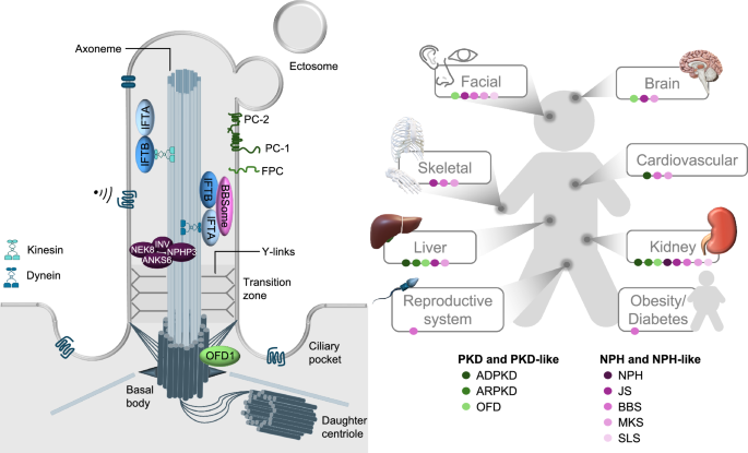 Metabolic reprogramming in polycystic kidney disease and other renal ...
