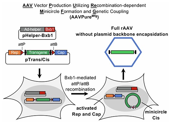 High-purity AAV vector production utilizing recombination-dependent ...