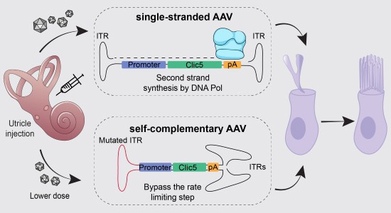 AAV gene therapy rescues hearing and balance in a model of CLIC5 ...