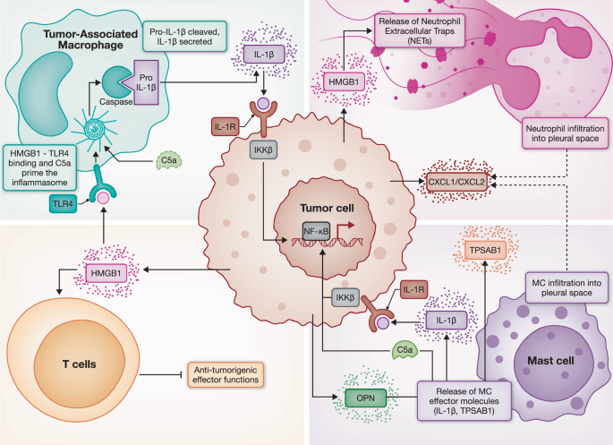 Pathobiology and clinical significance of malignant pleural effusions ...