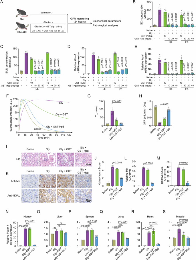 Engineered haptoglobin β fusion protein targets myoglobin and ameliorates rhabdomyolysis-associated acute kidney injury | EMBO Molecular Medicine