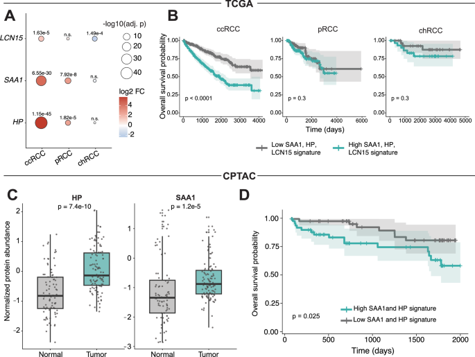 Figure 6: HP, SAA1, and LCN15 are upregulated in ccRCC tumors and predict survival.