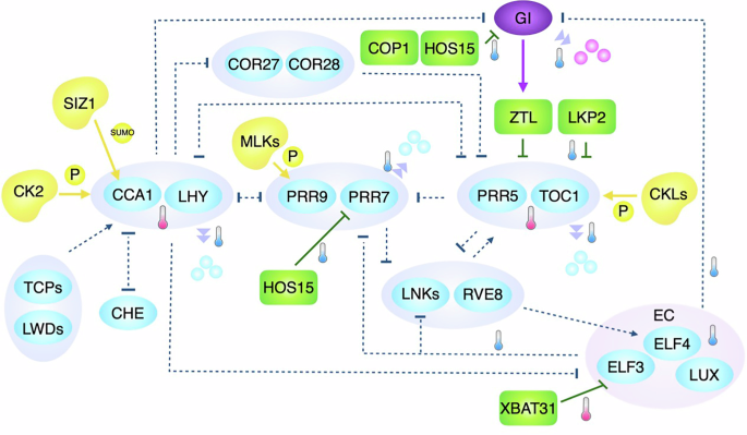 Temperature compensation of the Arabidopsis circadian clock | npj ...