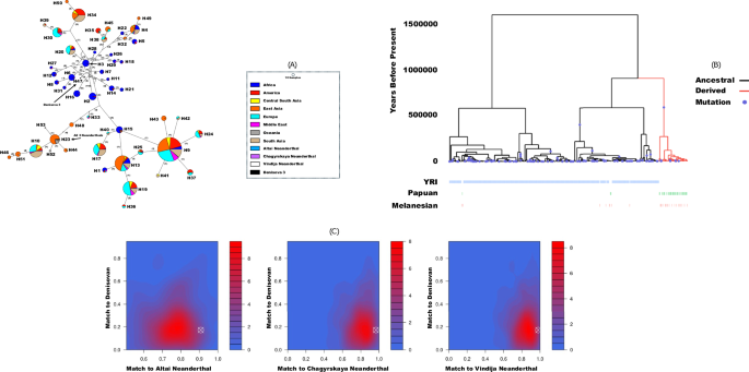 Fig. 2: Haplotype relationships for SUSD1 core haplotype.