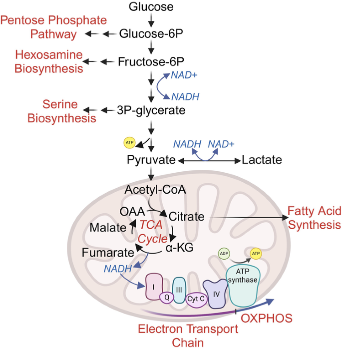 Beyond glucose and Warburg: finding the sweet spot in cancer metabolism ...