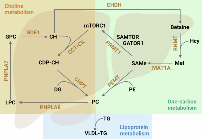 Dysfunctional VLDL metabolism in MASLD