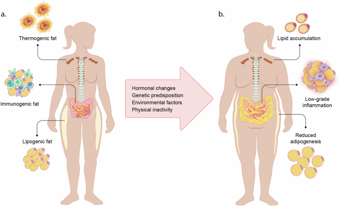 Human adipose depots’ diverse functions and dysregulations during cardiometabolic disease