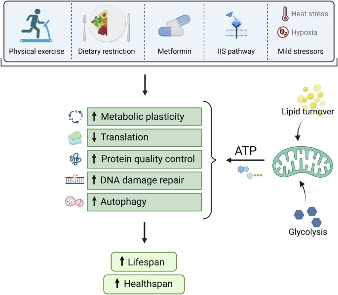Too old for healthy aging? Exploring age limits of longevity treatments