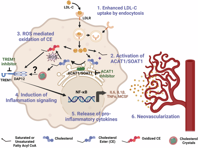 Myeloid ACAT1/SOAT1: a novel regulator of dyslipidemia and retinal neovascularization