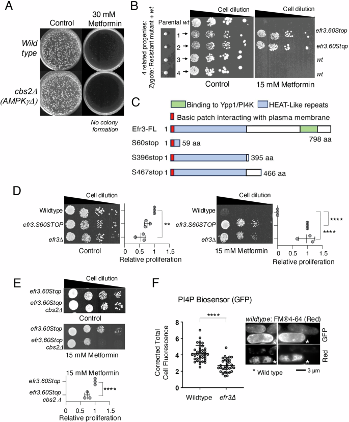 Reversal of metformin’s anti-proliferative effect in fission yeast efr3 and dnm1 (DRP1) mutants with elongated mitochondria Reversal of metformin’s anti-proliferative effect in fission yeast efr3 and dnm1 (DRP1) mutants with elongated mitochondria
