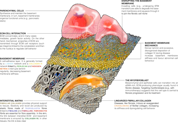 Fig. 1: A schematic of ECM structure.