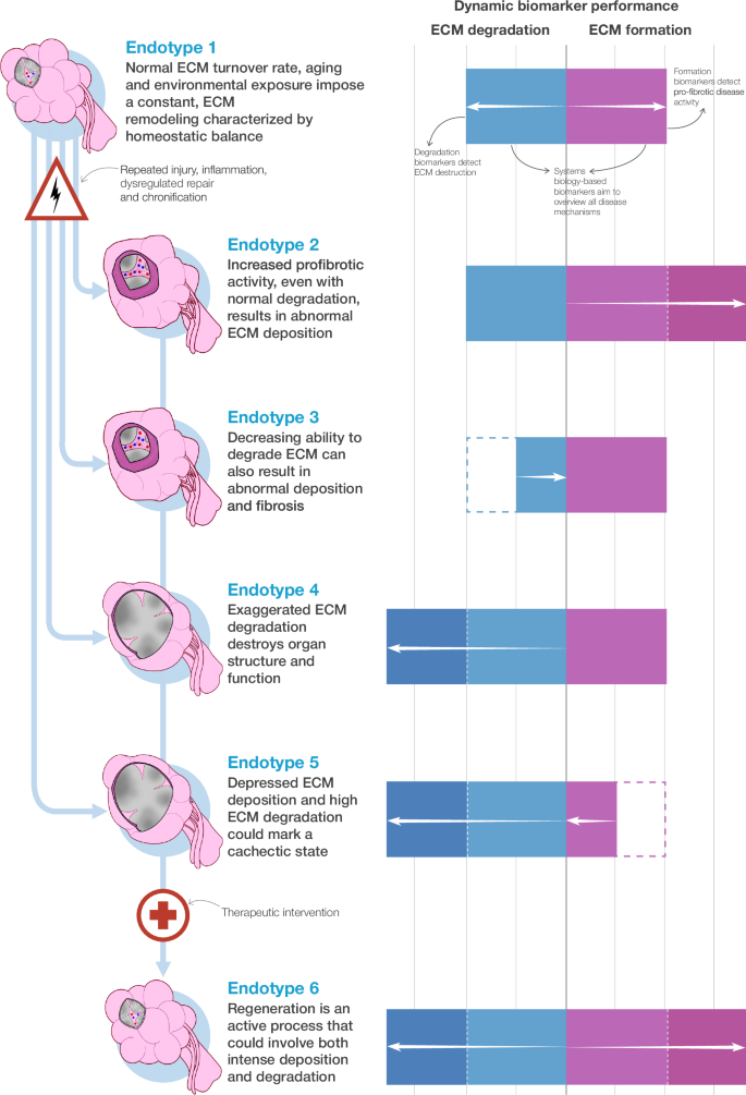 Fig. 2: The balance between ECM formation and degradation.